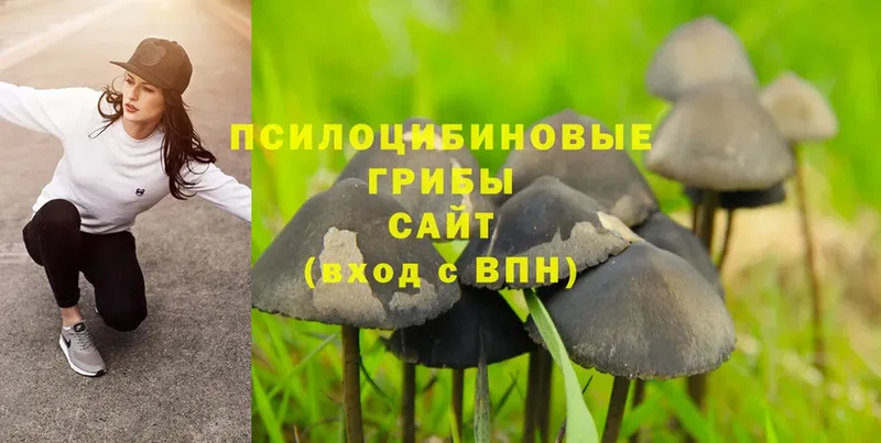 Псилоцибиновые грибы Psilocybine cubensis  где купить наркоту  это как зайти  Новомичуринск 